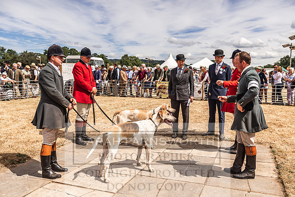 Honiton Hound Show 2022-136
