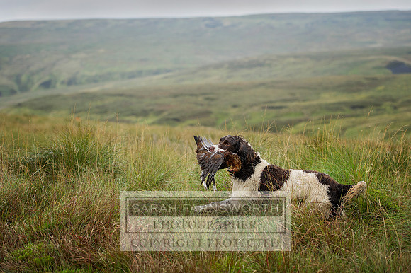 Grouse 2014 CF2 273