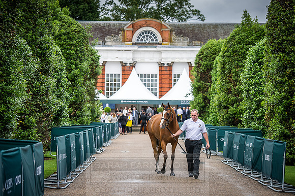 Goffs London Sale 2016-92