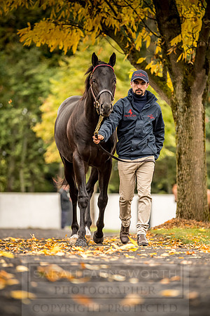 Goffs Orby 2018 Day 1-125