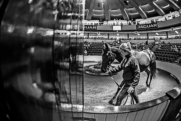 Goffs Orby 2018 Day 1-287