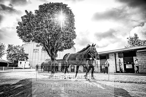 Goffs Land Rover Sale 2022-85