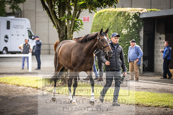 Goffs Land Rover Sale 2022-80