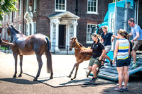 Goffs London Sale 2017-13