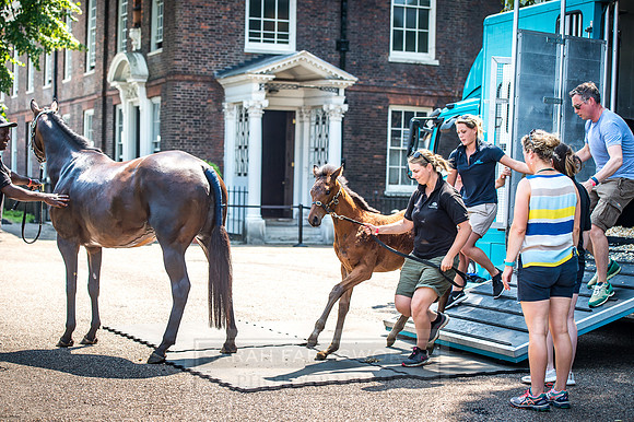 Goffs London Sale 2017-13