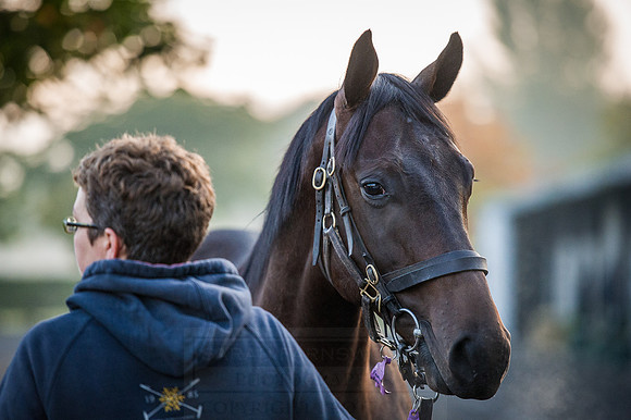 Goffs Orby 2015 -96