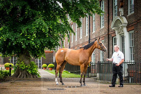 Goffs London Sale 2016-151