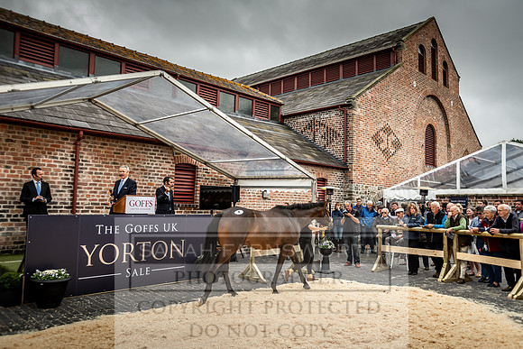 GUK Yorton Sale 2019-299