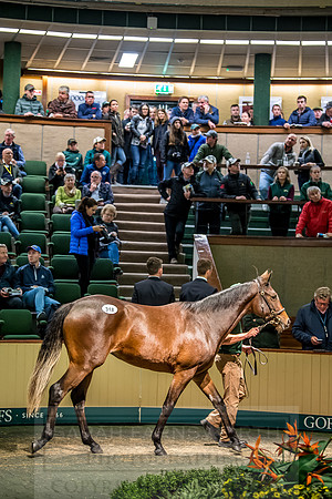 Goffs Orby 2018 Day 2-171