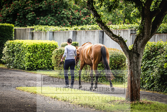 Goffs Land Rover Sale 2022-39