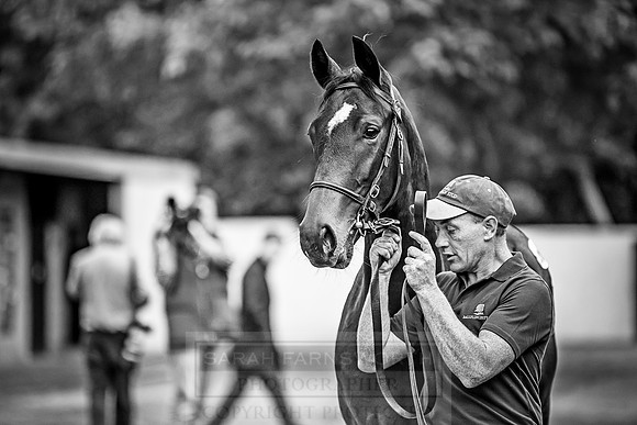 Goffs Orby 2018 Day 2-195