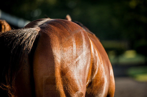 Goffs Orby 2015 -173