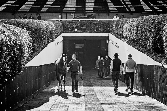 Goffs Orby 2015 -522 bw