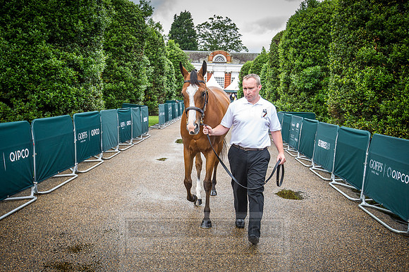 Goffs London Sale 2016-91