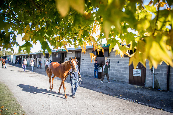 Goffs Orby 2015 -413