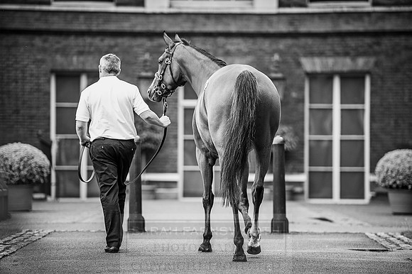 Goffs London Sale 2016-86