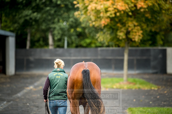 Goffs Orby 2018 Day 2-17
