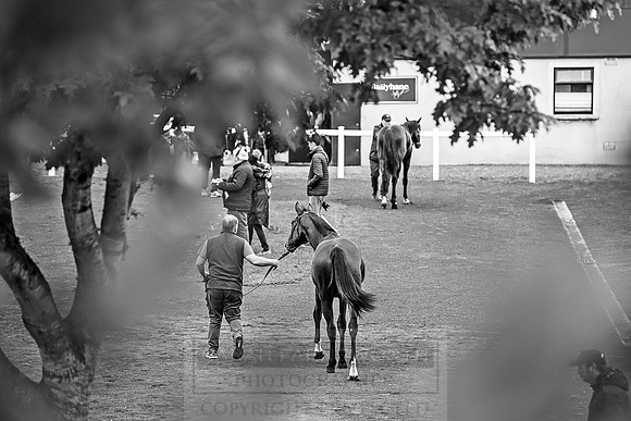 Goffs Orby 2018 Day 2-10