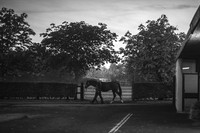Goffs Orby 2015 -8 bw