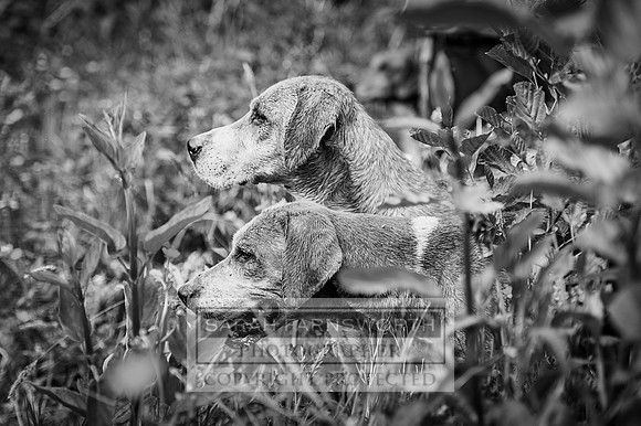 Desmond 040616-210 bw