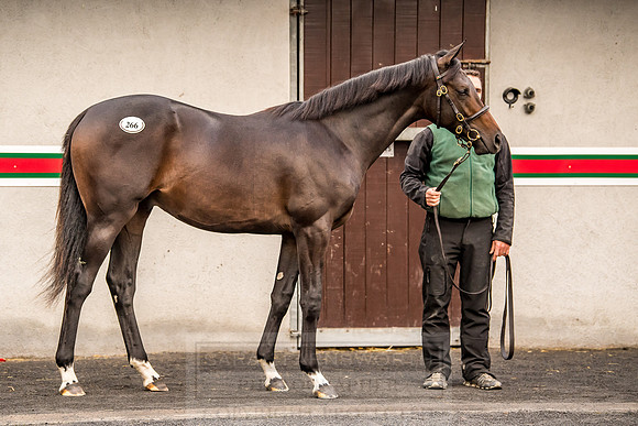 Goffs Orby 2018 Day 1-48