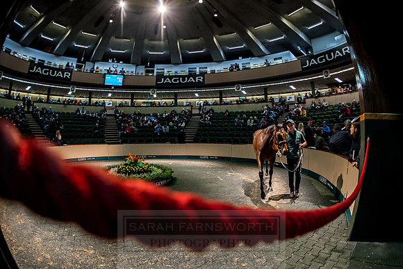 Goffs Orby 2018 Day 1-285