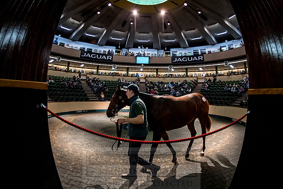 Goffs Orby 2018 Day 1-278