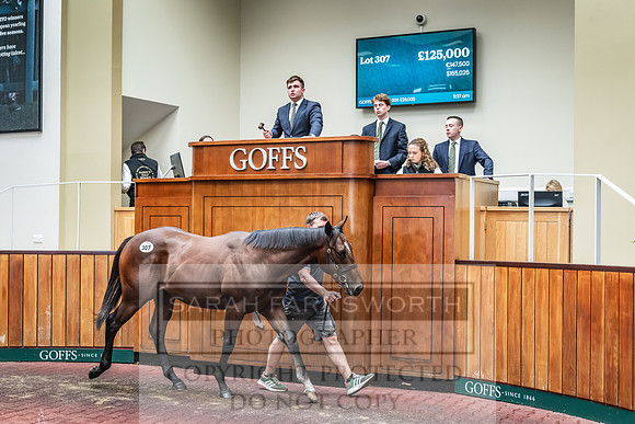 Goffs UK PY24-409