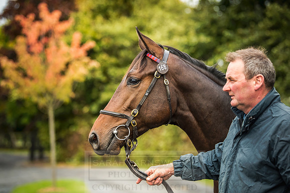 Goffs Orby 2018 Day 1-324