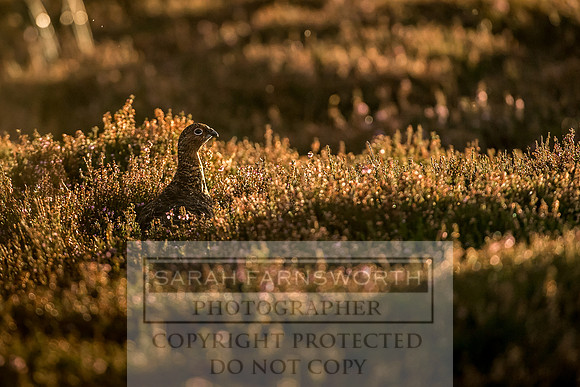 Grouse in Teesdale-41