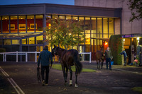 Goffs Orby 2015 -9
