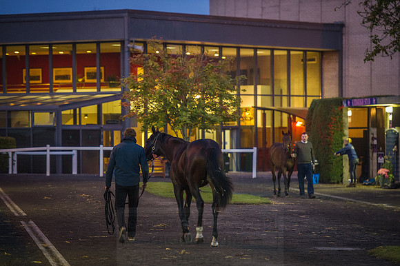 Goffs Orby 2015 -9