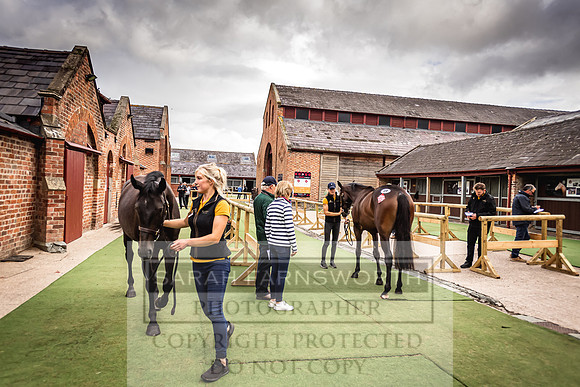 Goffs Yorton Sale 2022-50