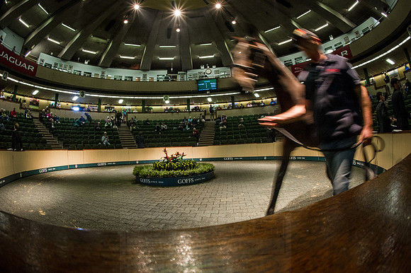 Goffs Orby 2015 -536