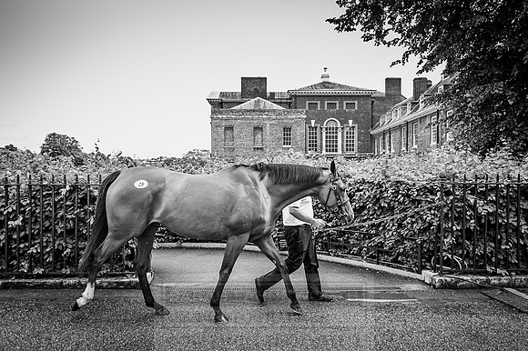 Goffs London Sale 2016-145