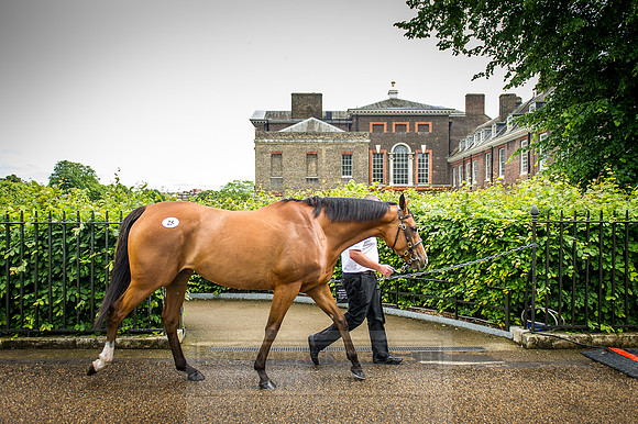 Goffs London Sale 2016-146