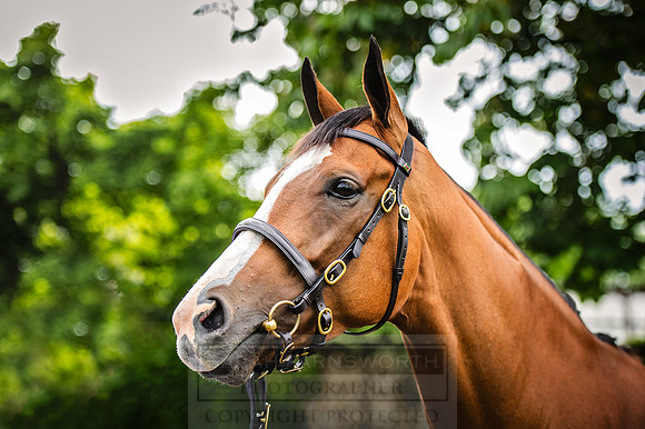 Goffs London Sale 2016-136