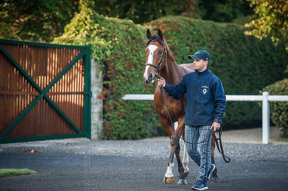 Goffs Orby 2015 -126
