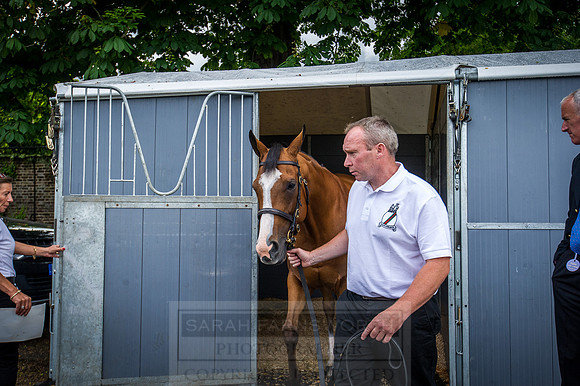 Goffs London Sale 2016-74