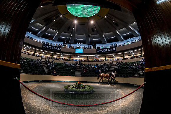 Goffs Orby 2018 Day 1-274