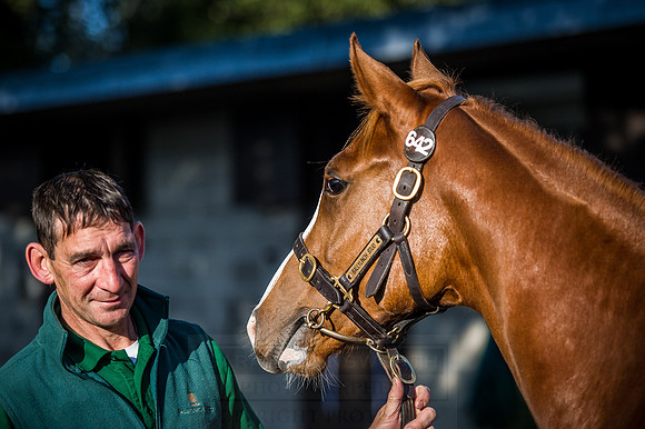Goffs Orby 2015 -508