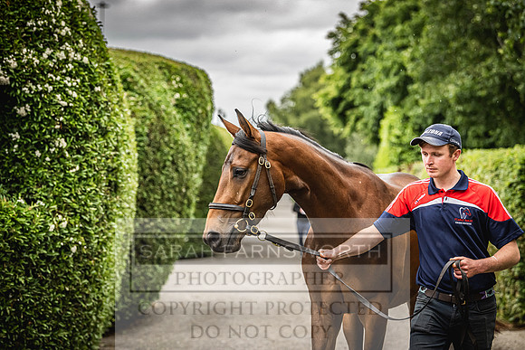 Goffs Land Rover Sale 2022-463