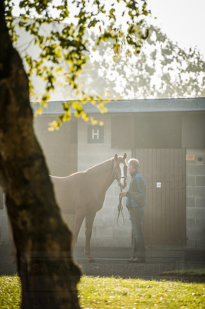 Goffs Orby 2015 -494