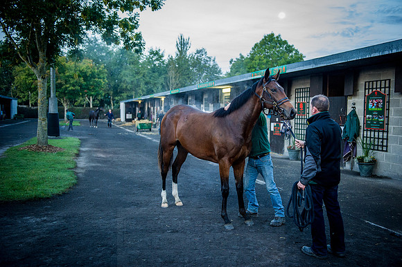 Goffs Orby 2015 -70