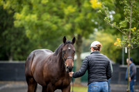 Goffs Orby 2018 Day 1-16