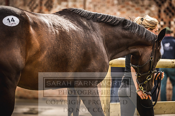 Goffs Yorton Sale 2022-199