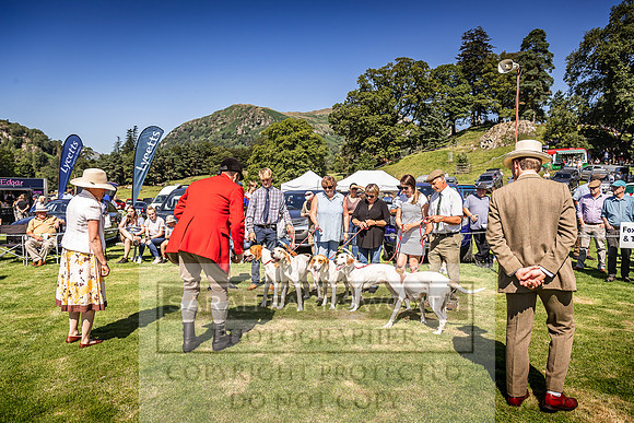 Rydal Hound Show 2022-44