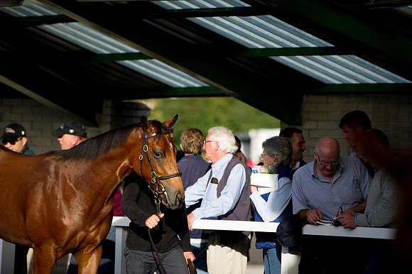 Goffs Orby14 CF7 521