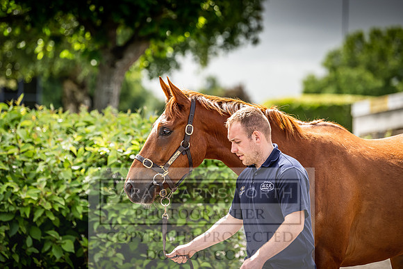 Goffs Land Rover Sale 2022-596