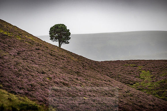 Cairngorms in summer-7